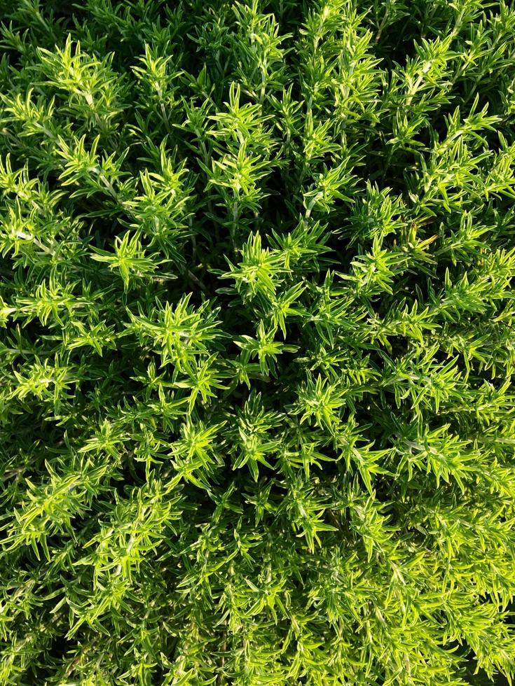 Green thyme in the garden photo