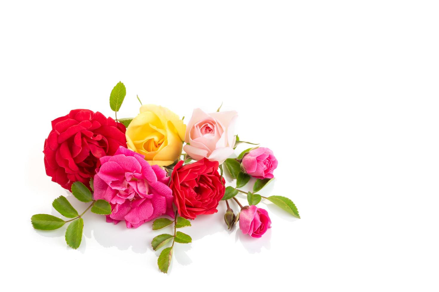 Variety of roses on a white background photo