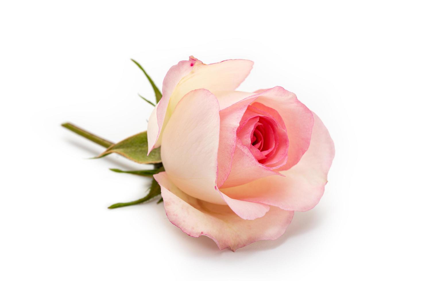 Pink rose on a white background photo