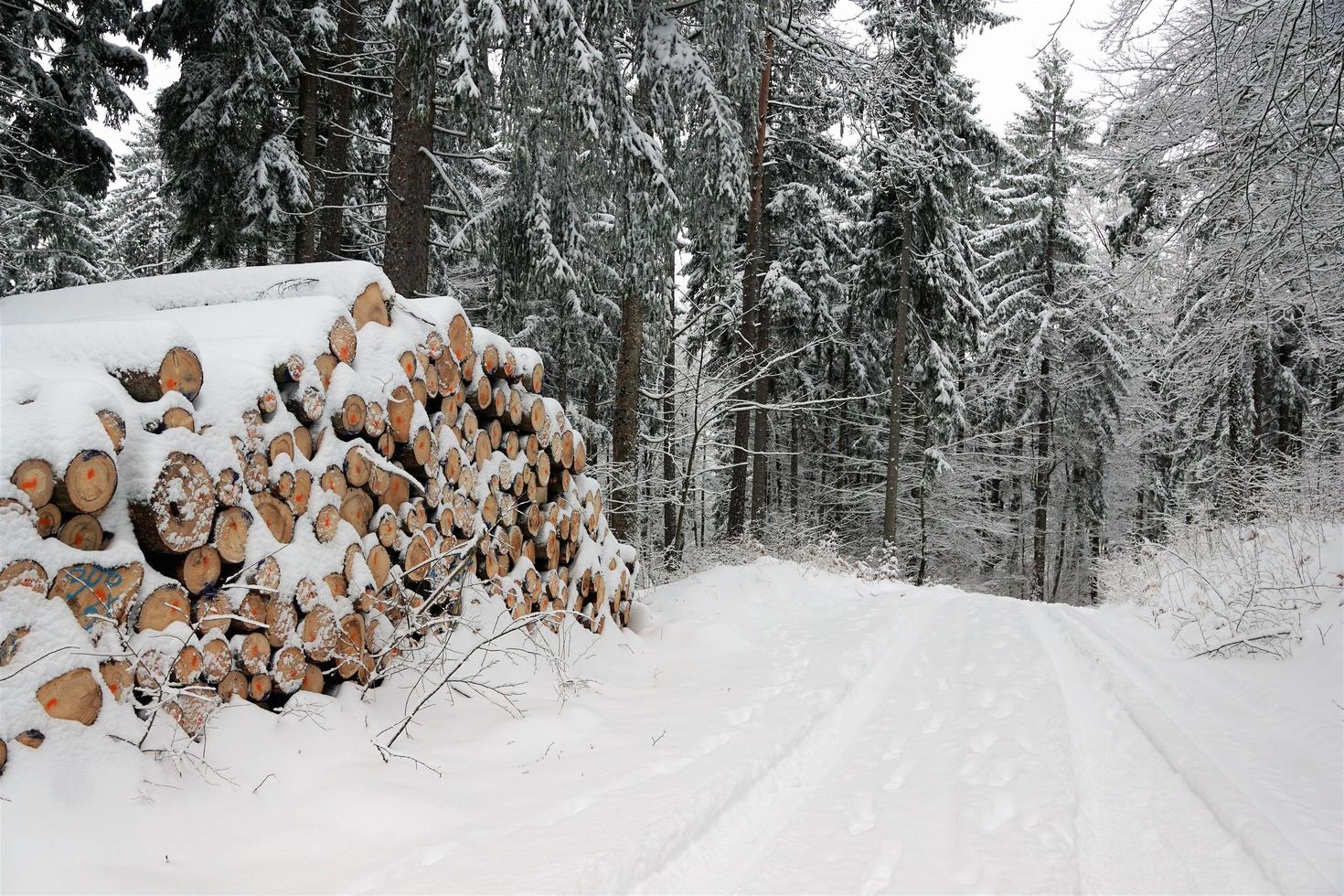 Winter in the forest photo