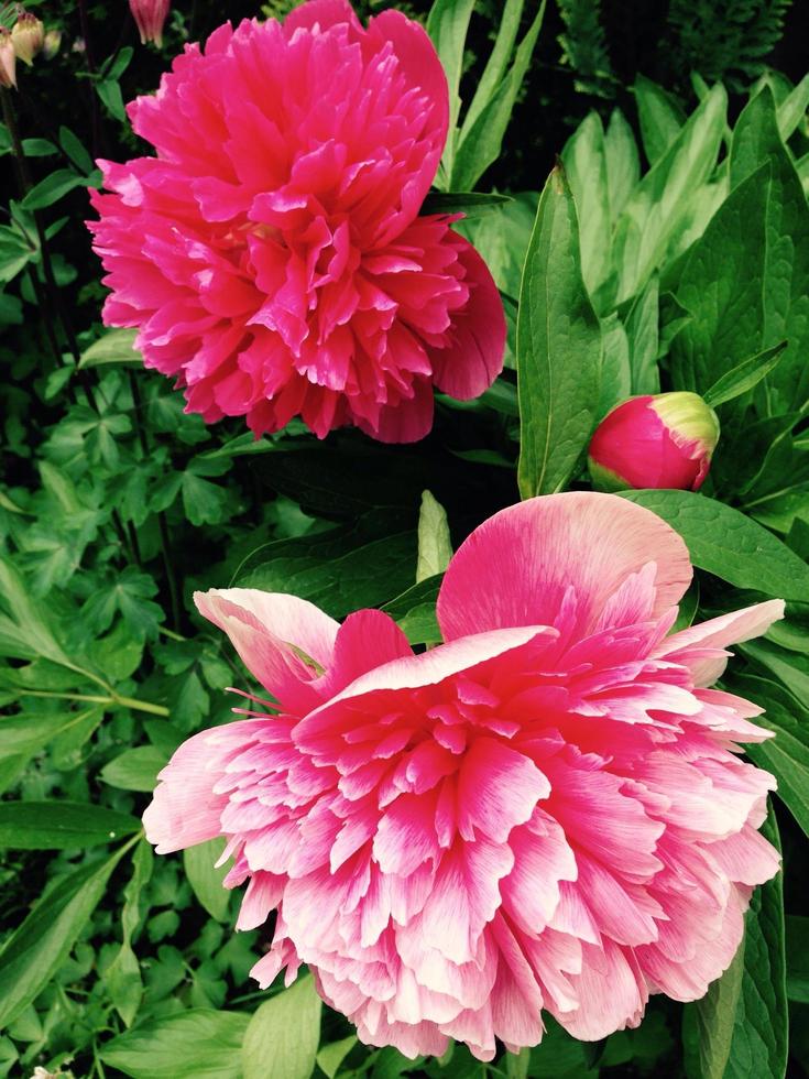 Peony in the park photo