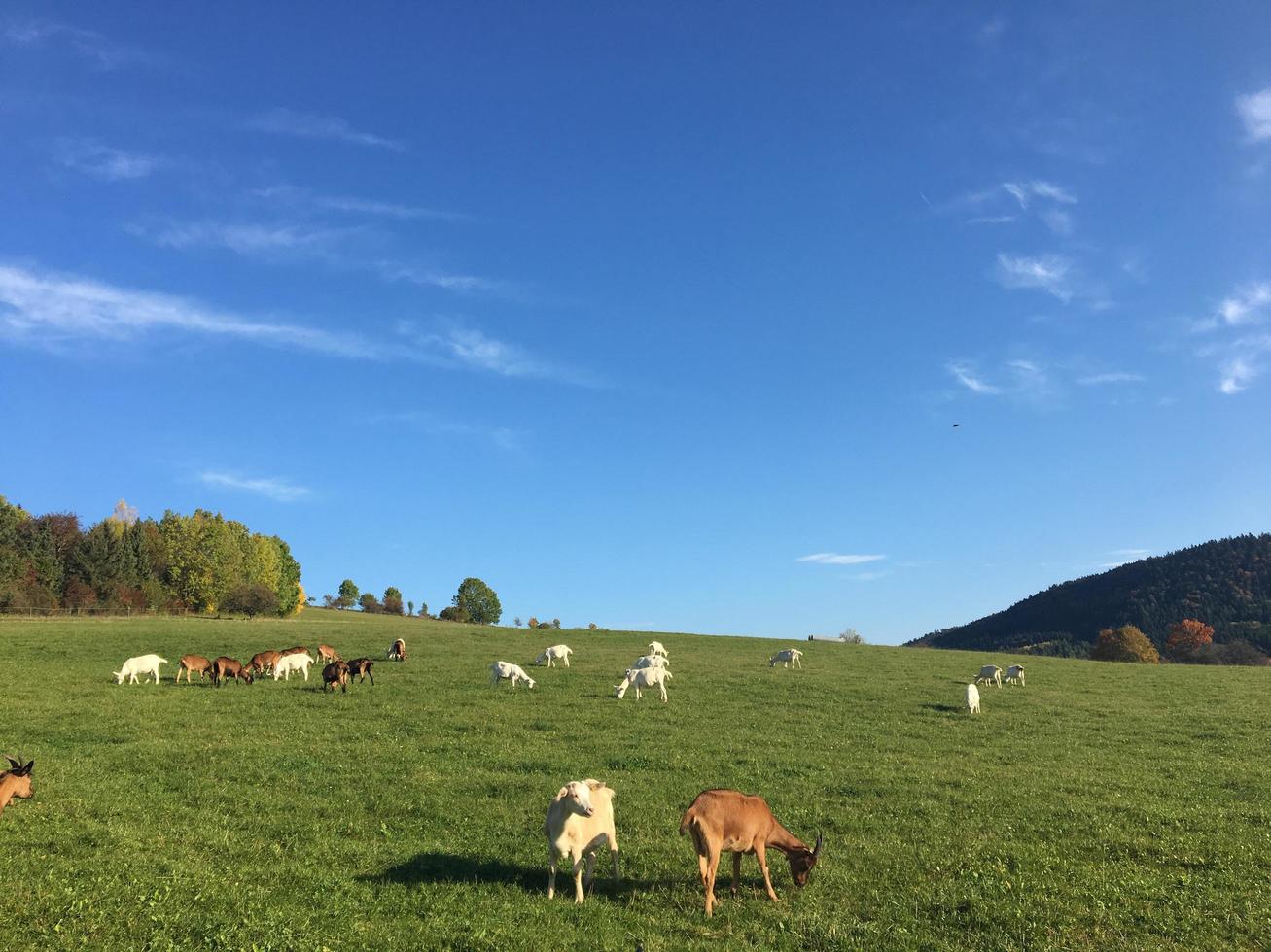 Goats on the field photo