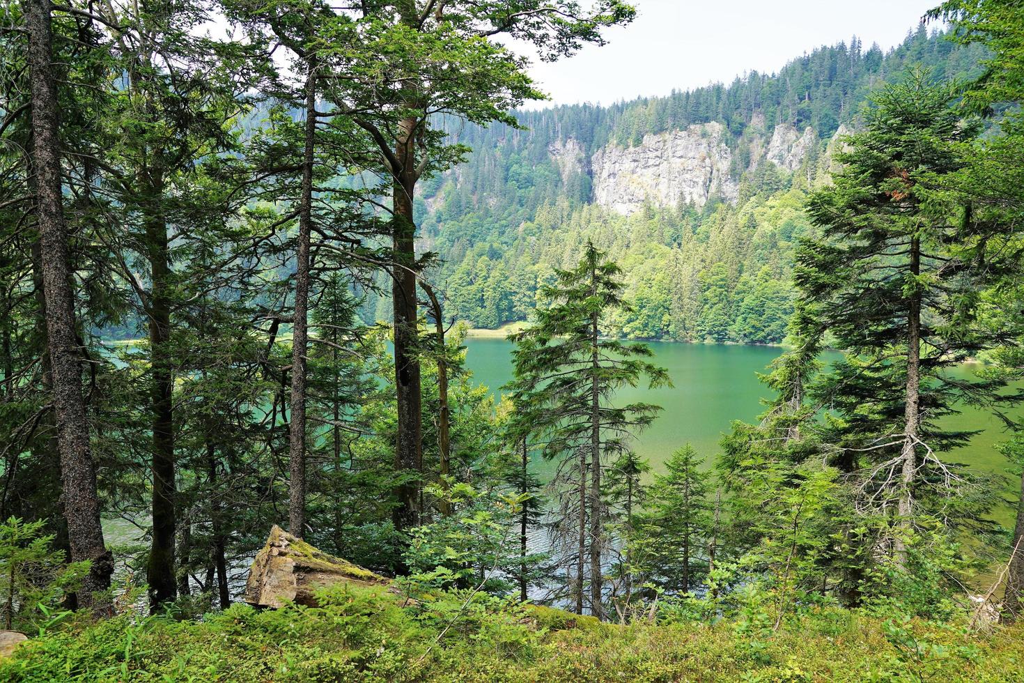 bosque y lago en alemania foto