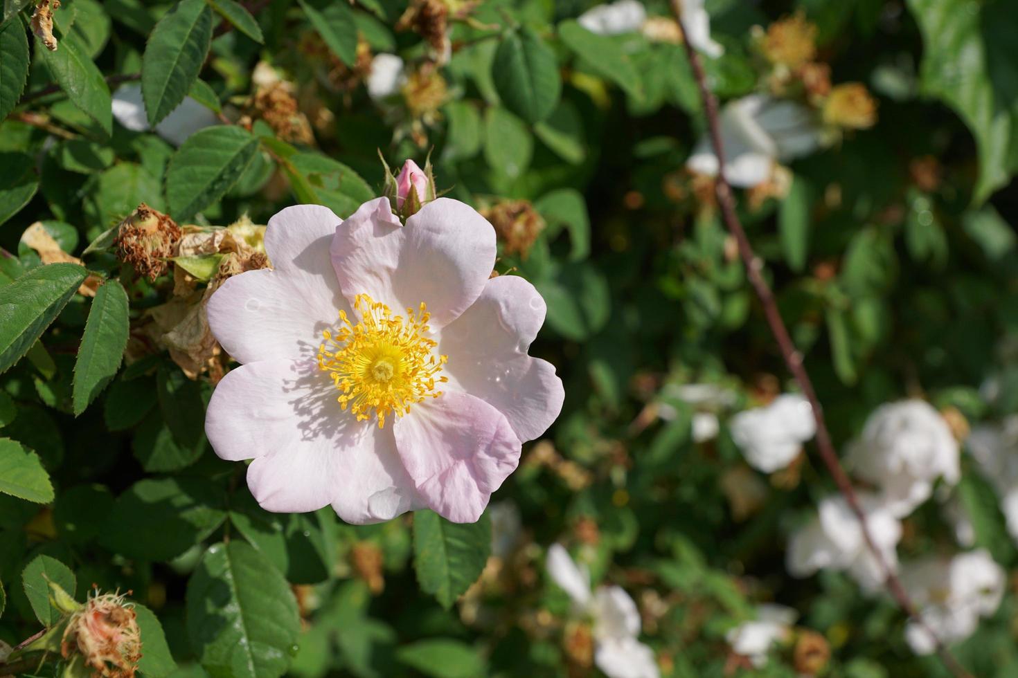 rosa salvaje en un parque foto