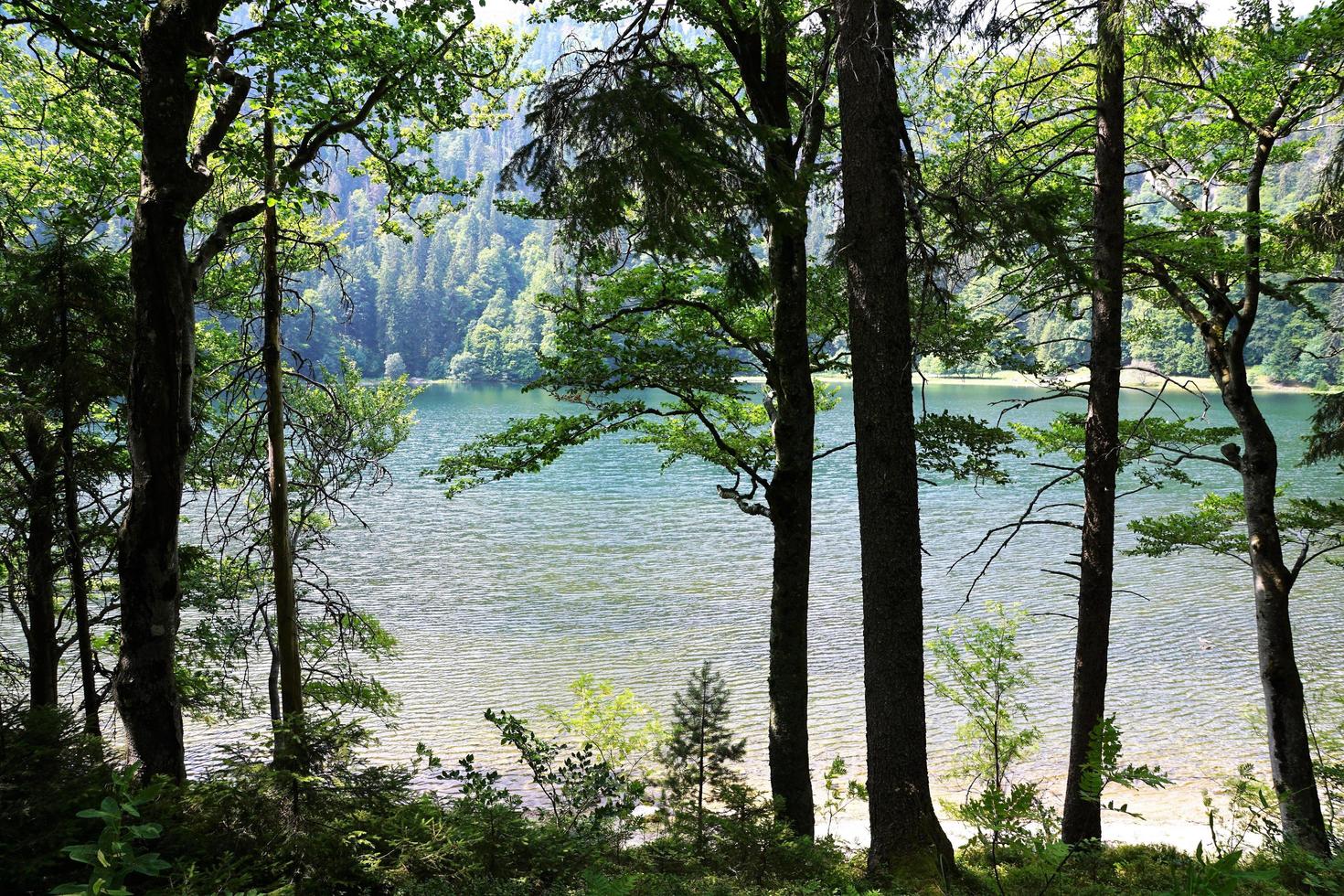 lago en el bosque foto