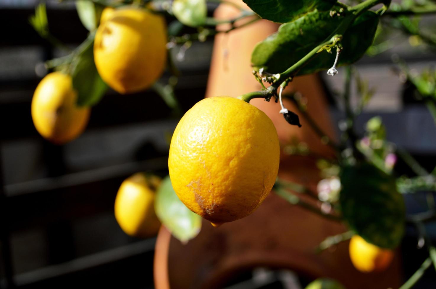 Ripe lemon on tree photo