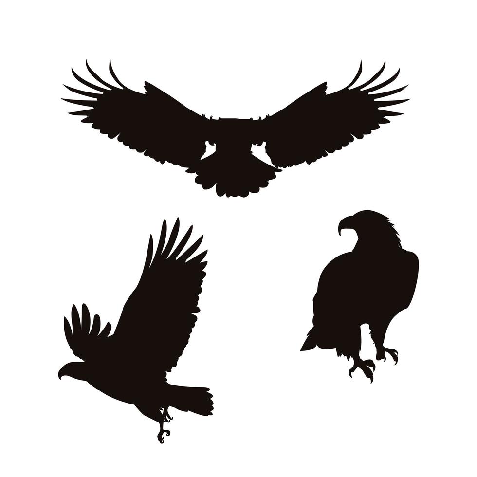 Conjunto de siluetas de aves águila calva vector