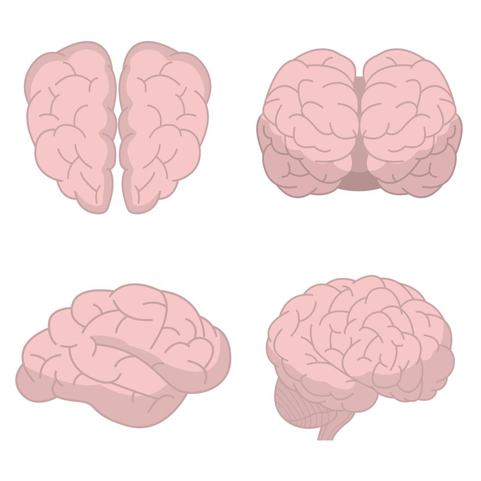 Human brain isolated vector