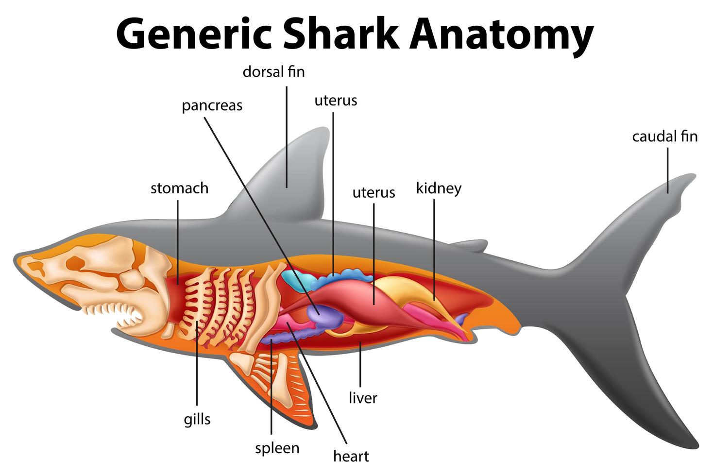 tabla genérica de anatomía de tiburón vector