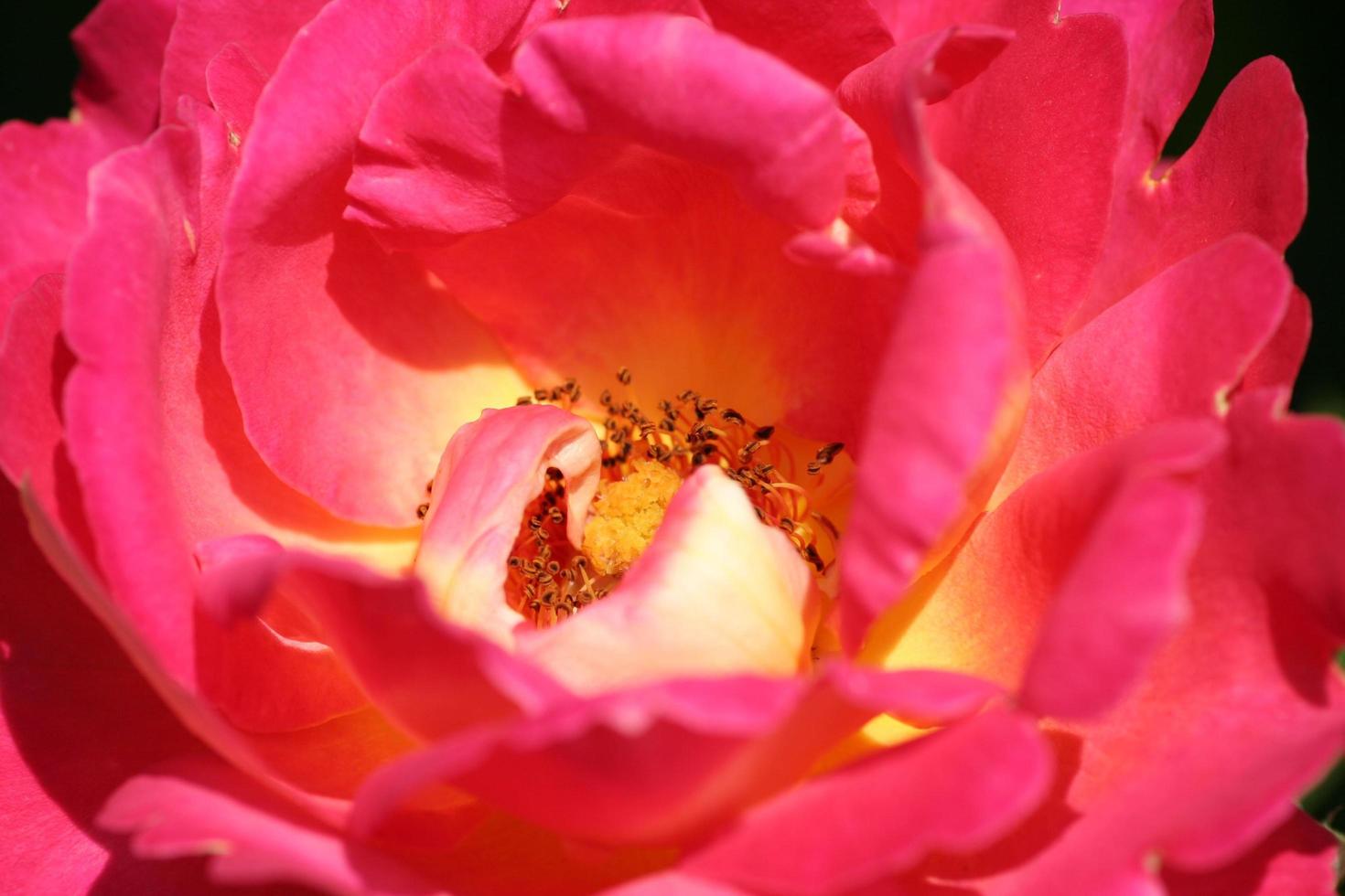 primer plano de una flor rosa foto