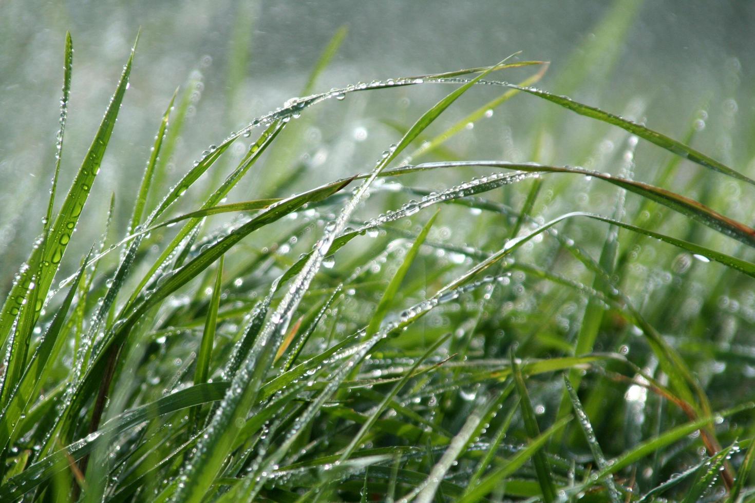 pasto verde bajo la lluvia foto