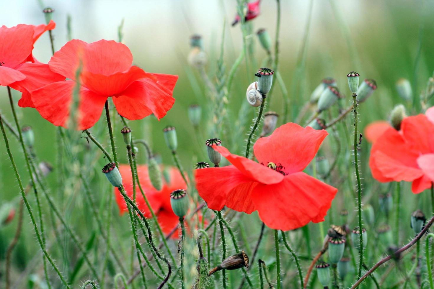Close-up of red poppy flowers photo