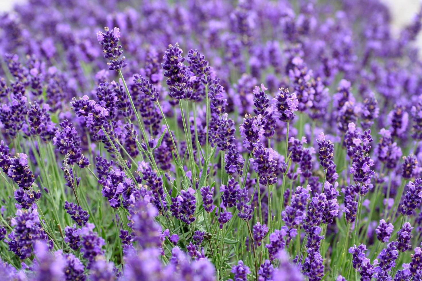 primer plano de lavanda foto