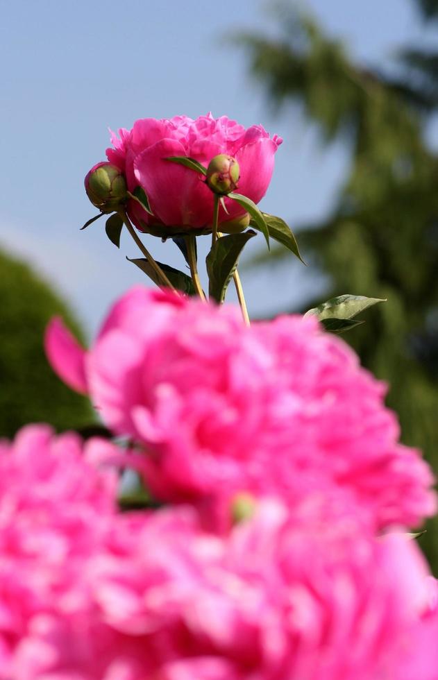 Pink peony flowers photo