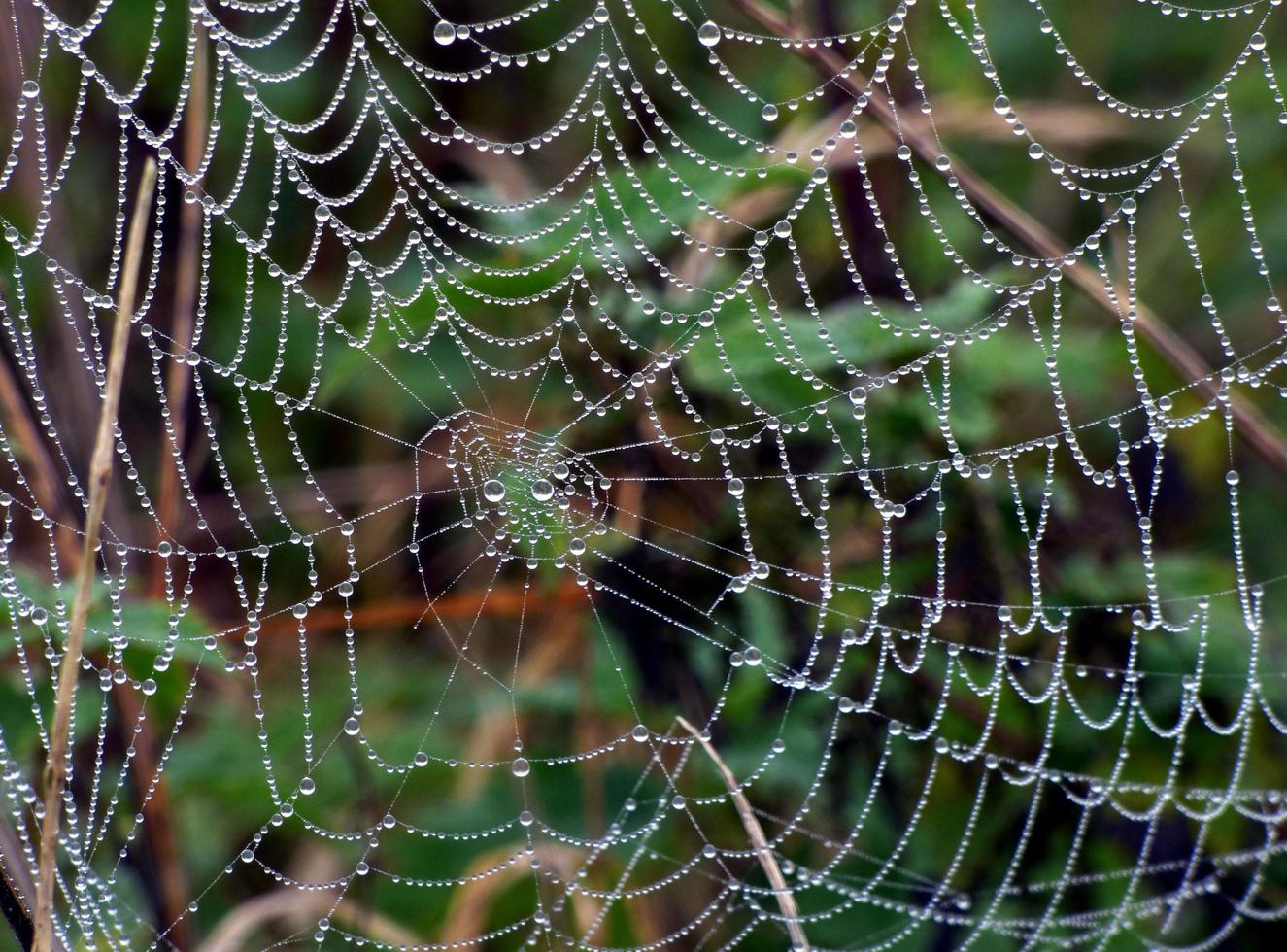 Close-up of rain drops on a spider web photo