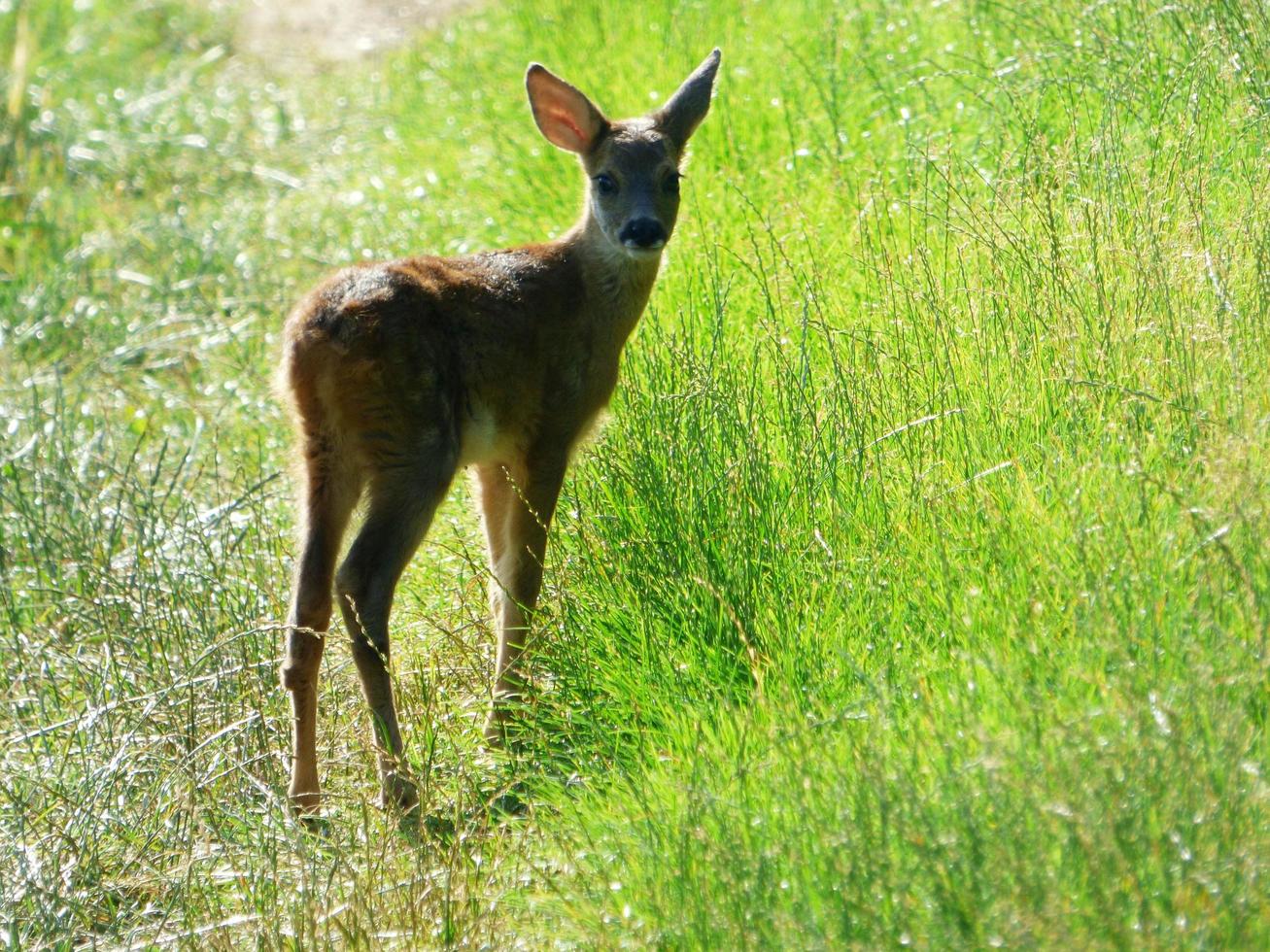 Fawn in a green field photo