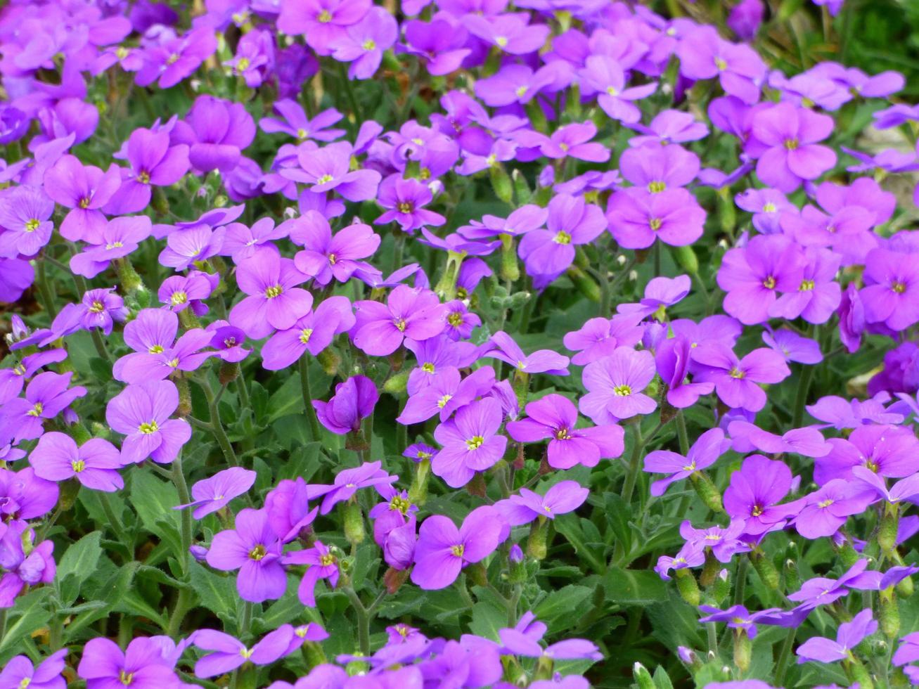 campo de flores moradas foto