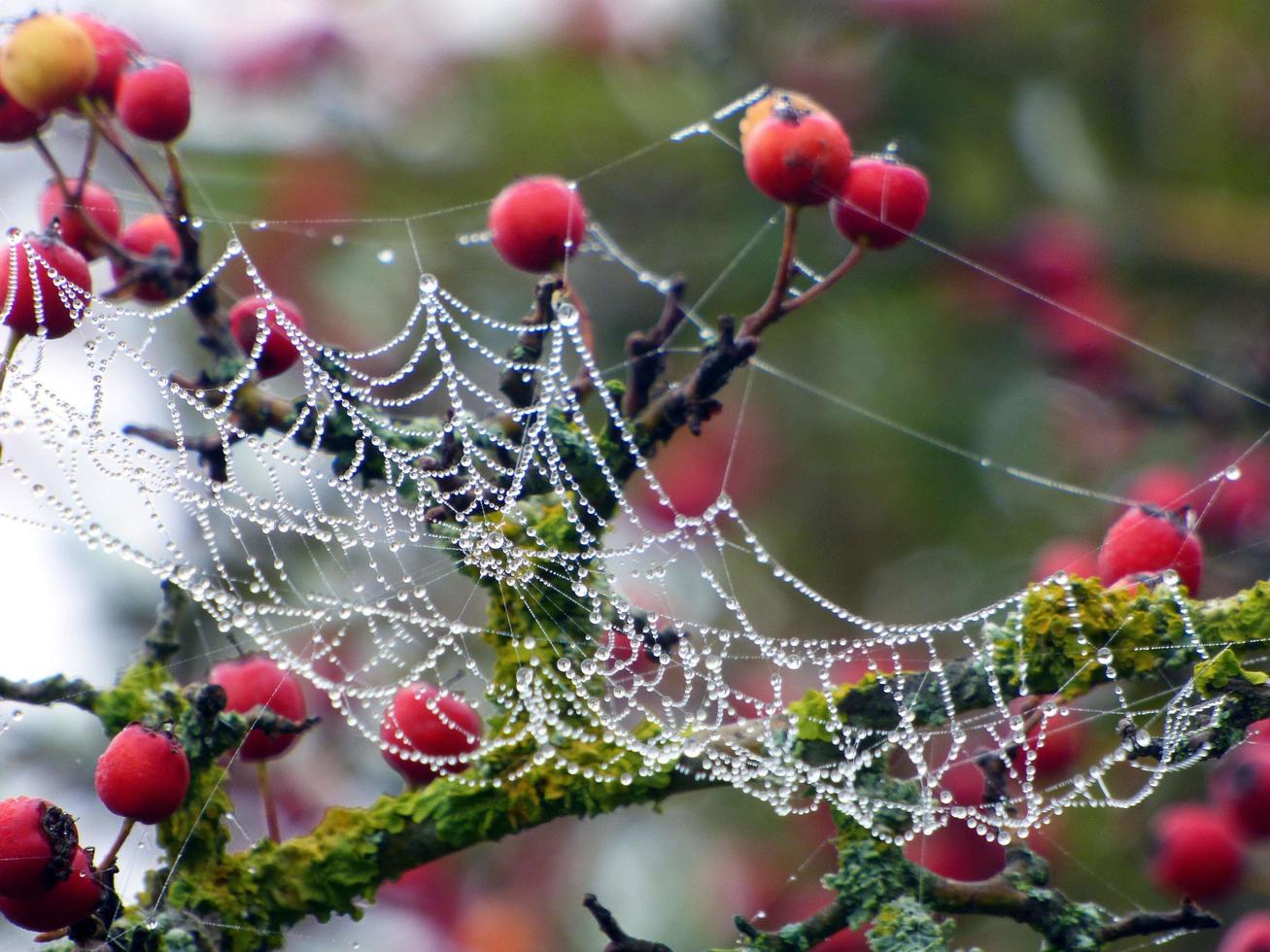 Spider web and red berries photo