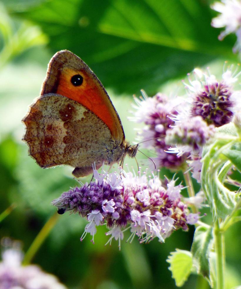 Orange butterfly on purple flowers photo