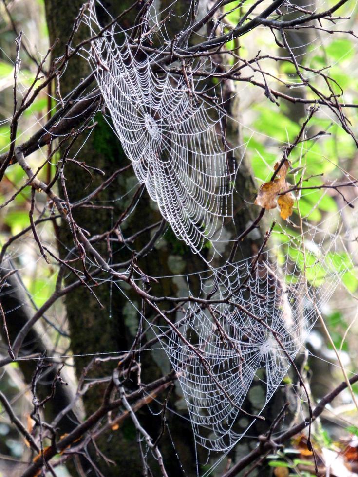 Spider webs on a tree photo