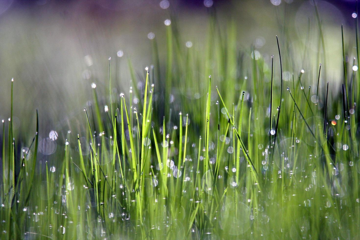 lluvia cayendo sobre la hierba verde foto