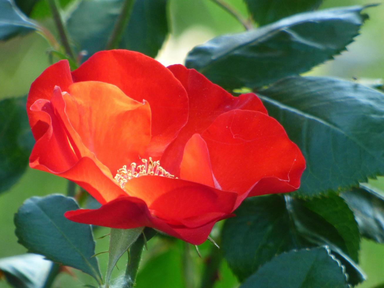 primer plano, de, un, flor roja foto