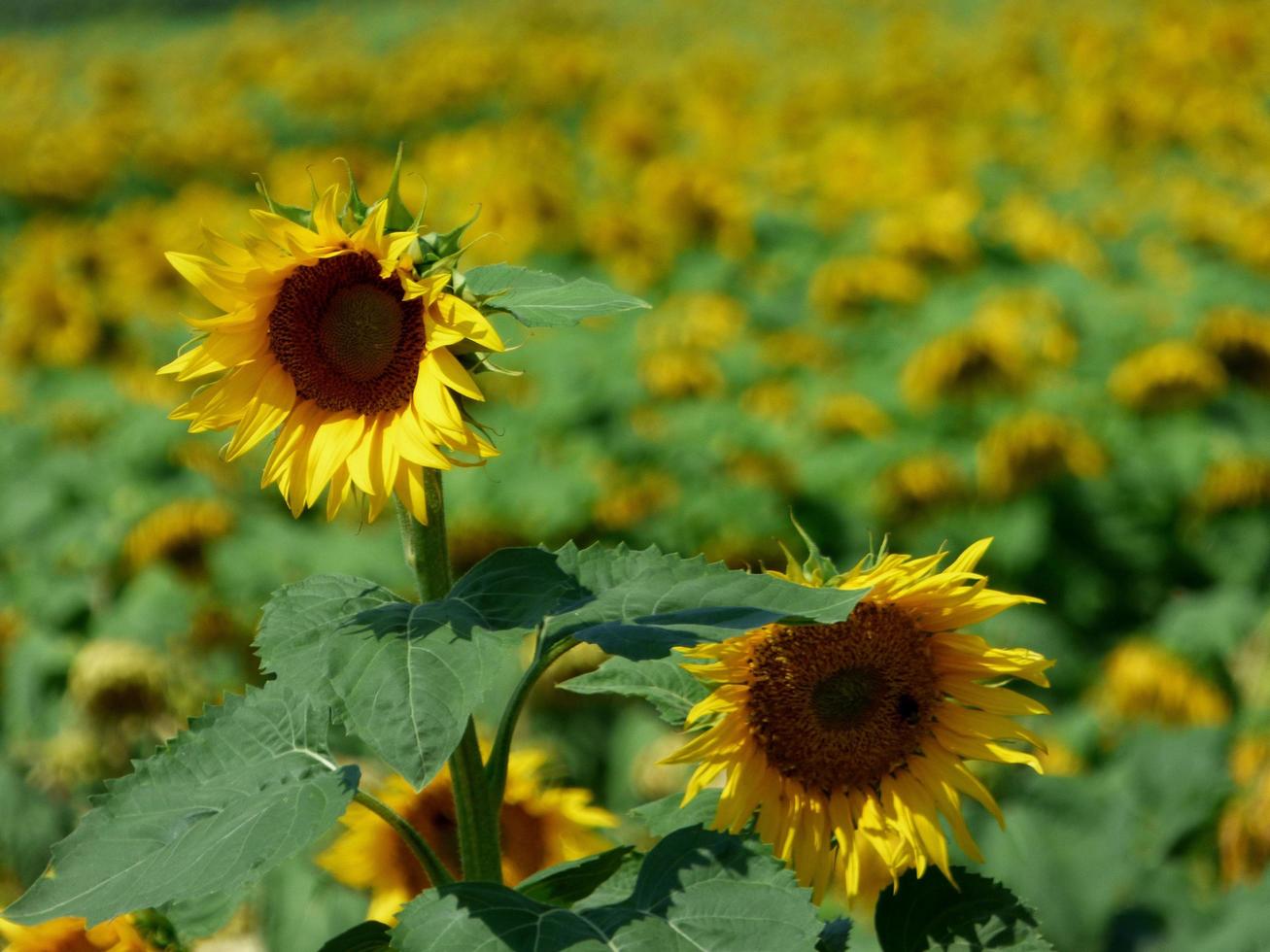 Field of sunflowers photo