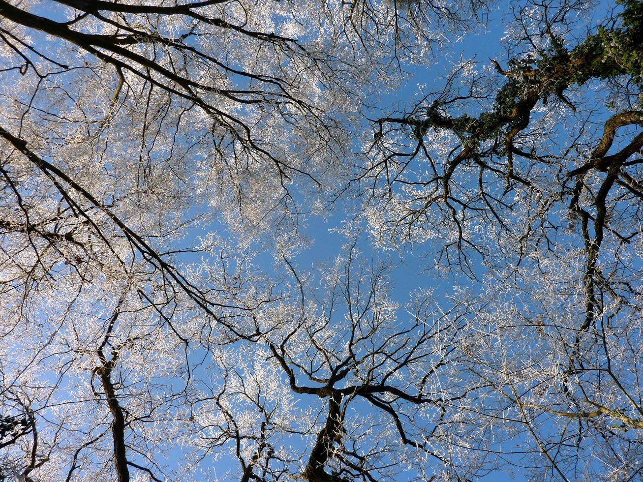 Looking up at winter trees photo