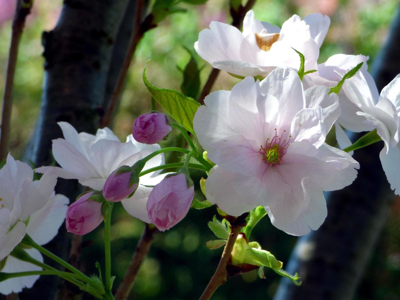 Close-up of prunus flowers photo