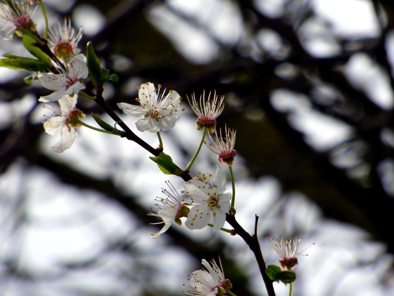 White blossoms on a tree photo