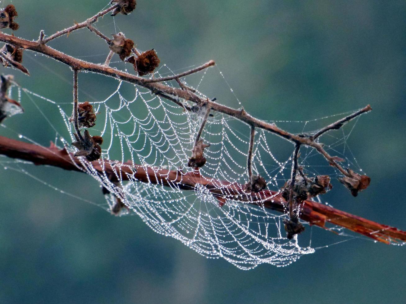 Close-up of a spider web on a branch photo