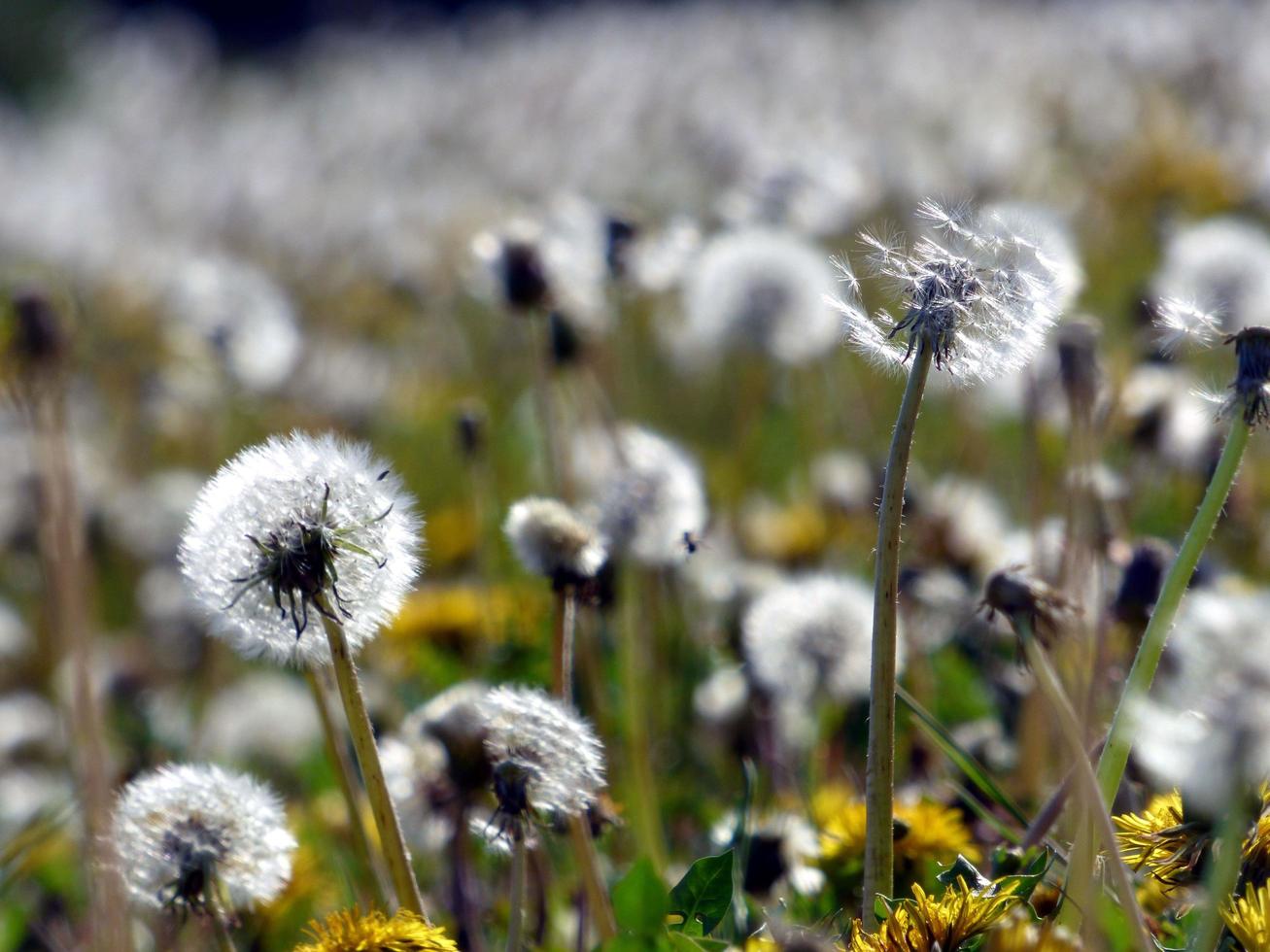 Field of dandelions photo