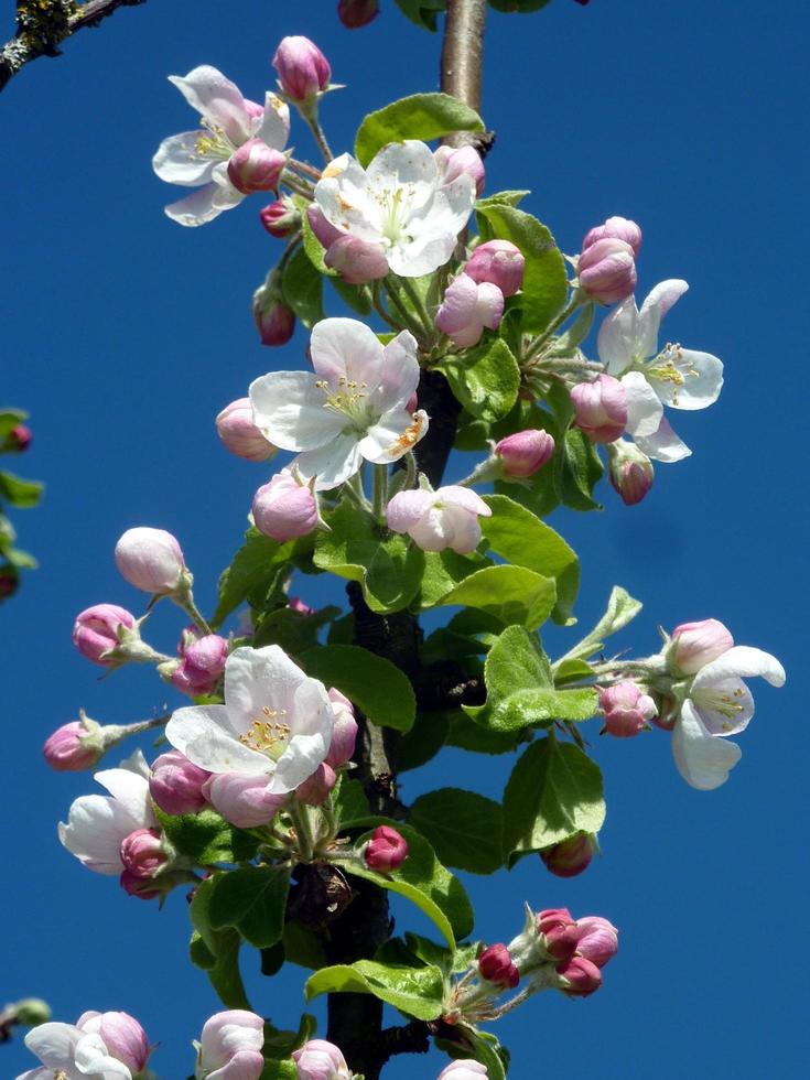 Close-up of white blossoms photo
