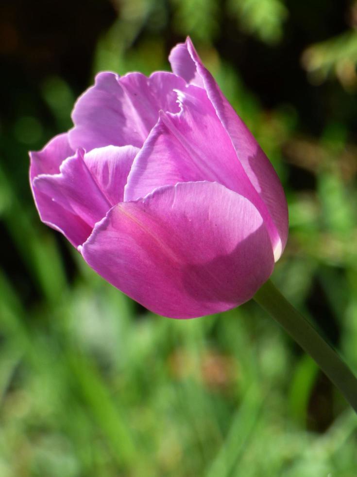 primer plano, de, un, tulipán púrpura foto