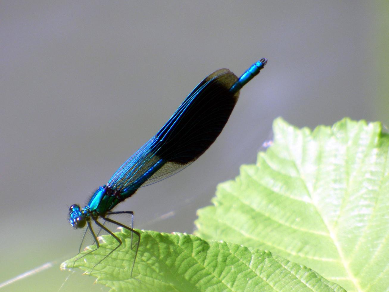 primer plano, de, un, libélula azul foto