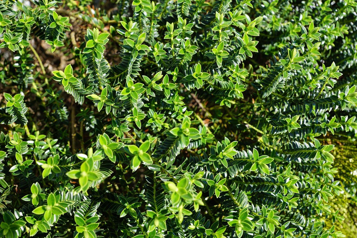 Green leaves of a bush photo