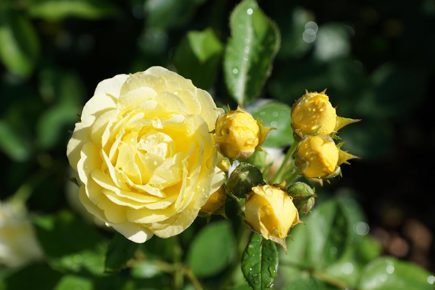 rosa amarilla en el parque foto