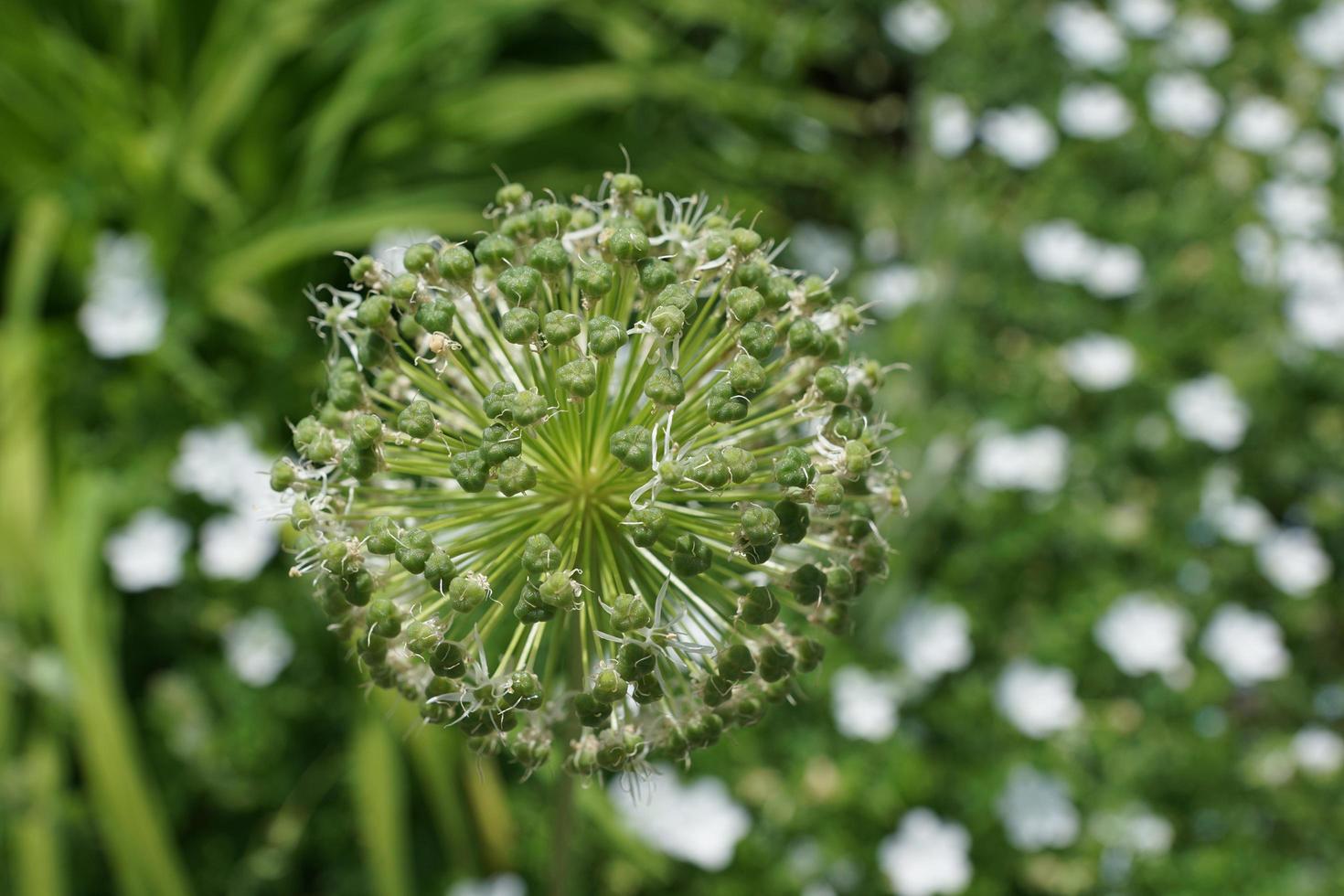 Green leek in the park photo