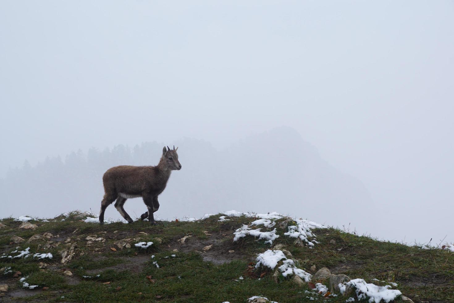 Chamois or Gams at Creux Du Van photo