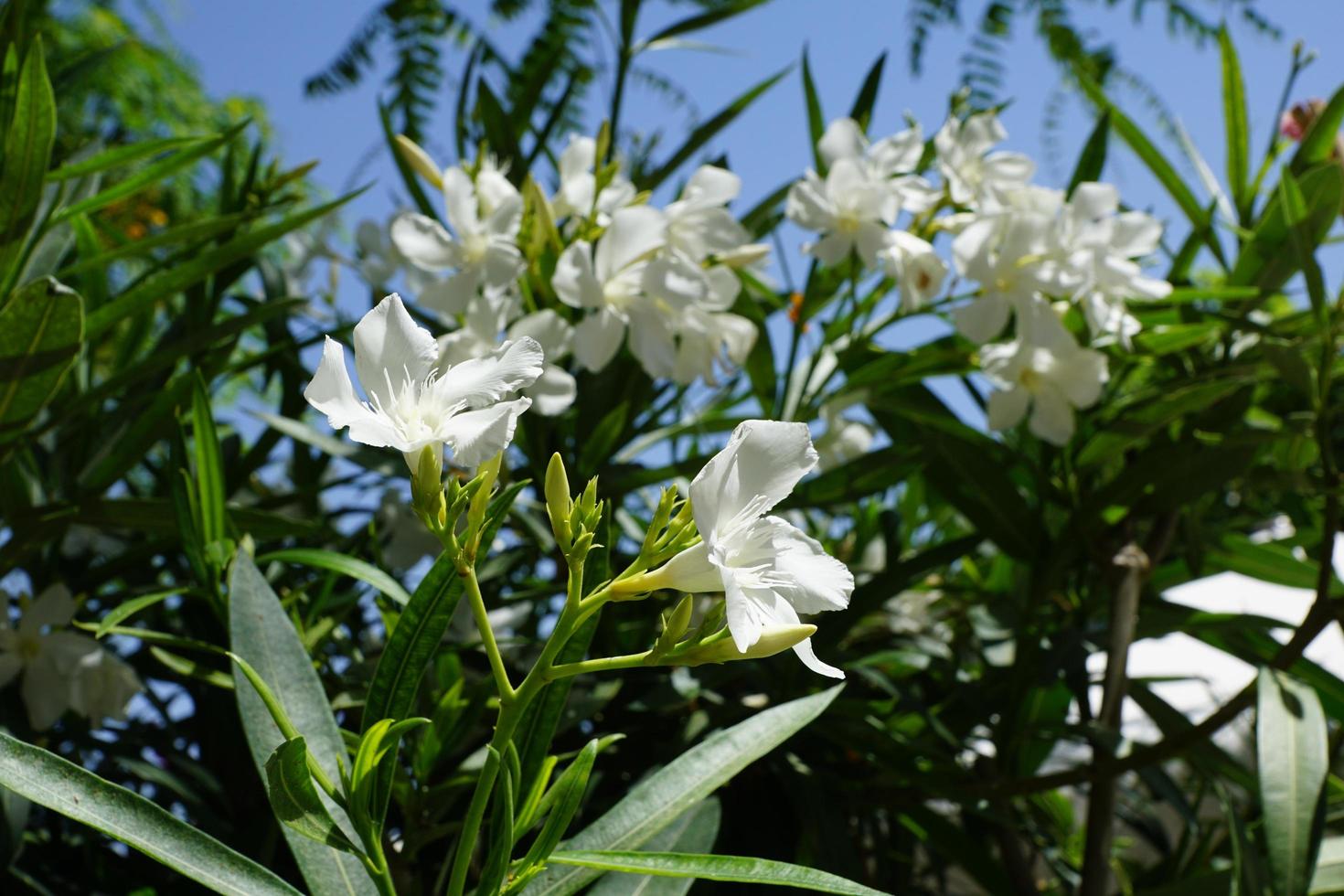 Rhododendrons in summer photo