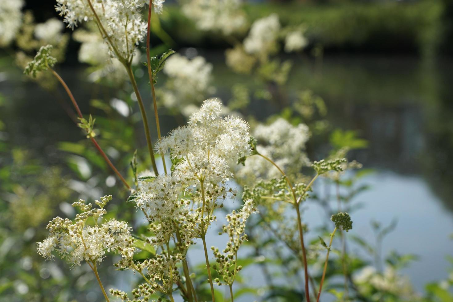 flores de primavera en el danubio foto