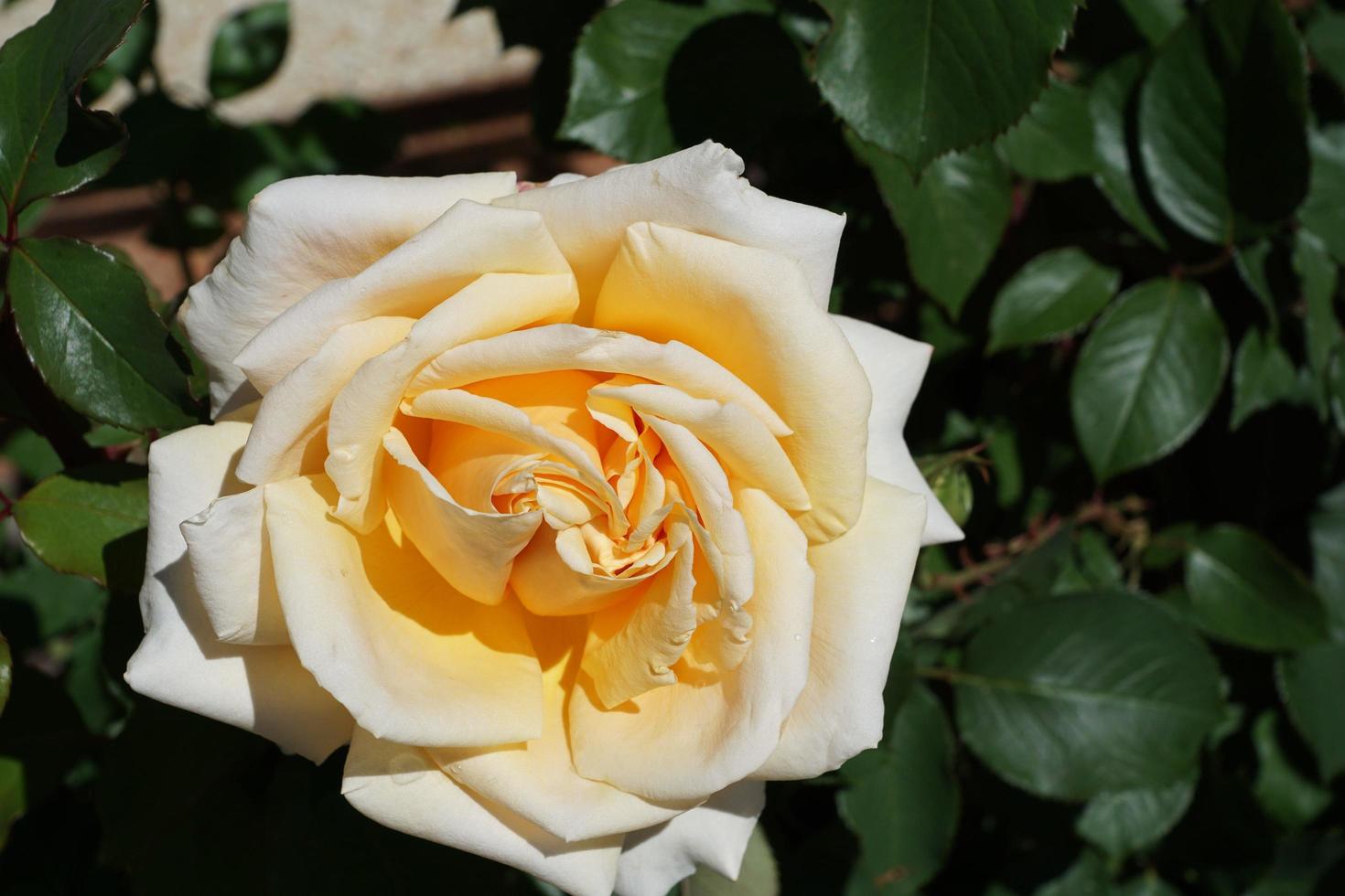 Beautiful yellow rose photo