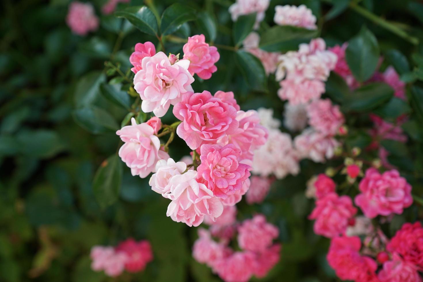 rosas en el parque foto