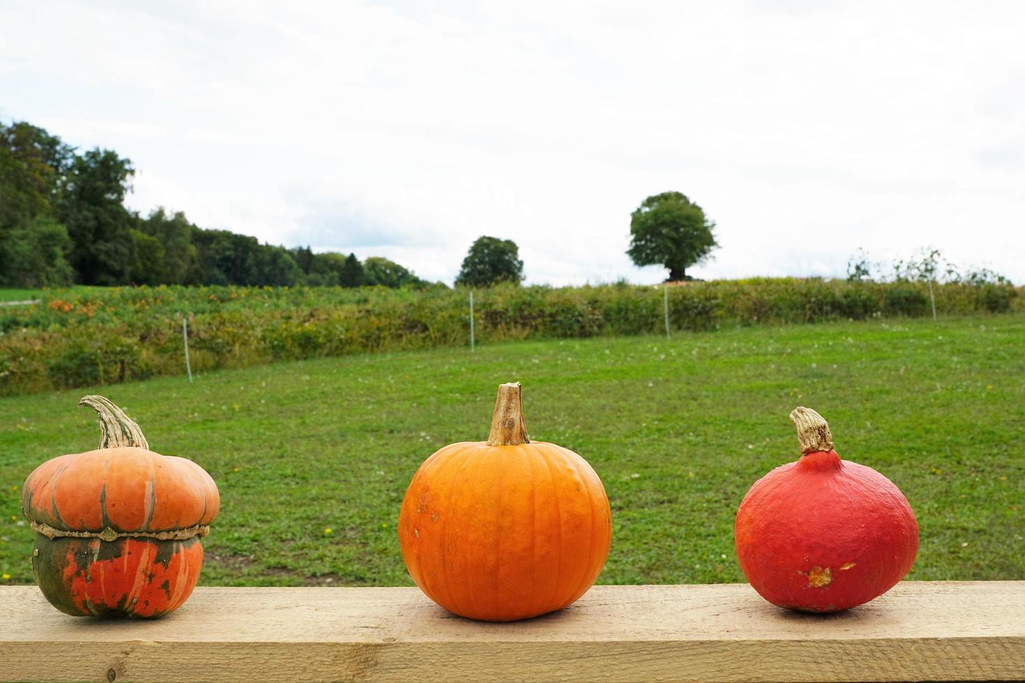 calabazas en un banco foto