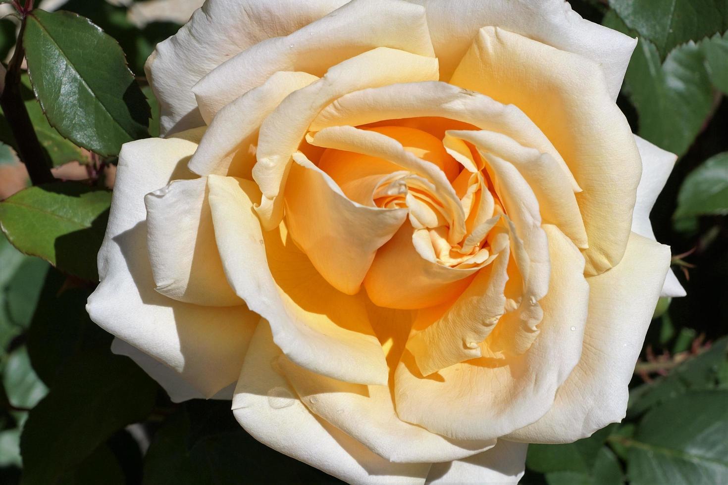 Yellow rose in the park photo
