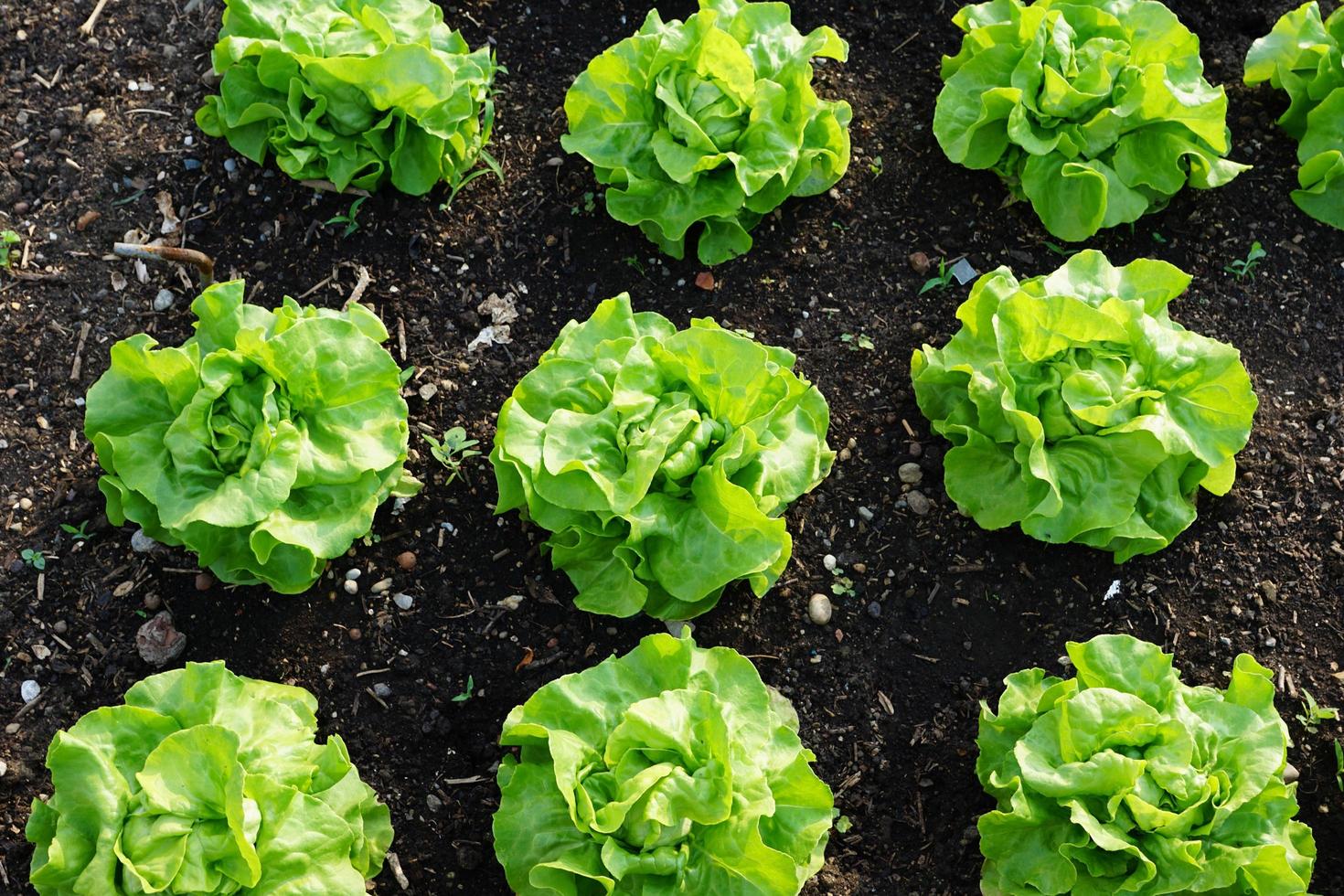 Salads in the garden photo