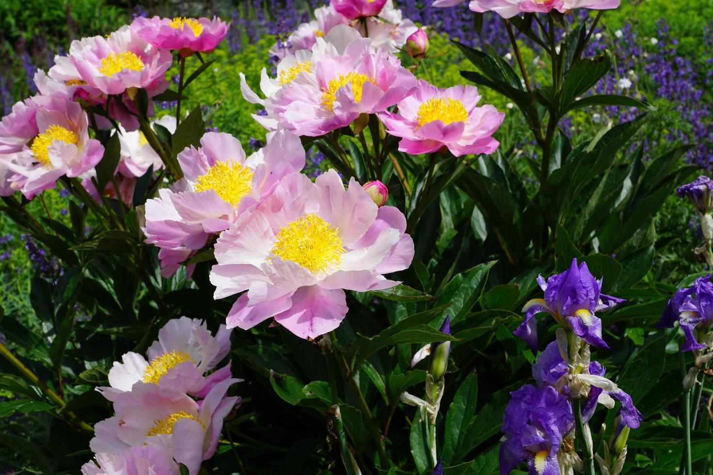 Peonies in a park photo