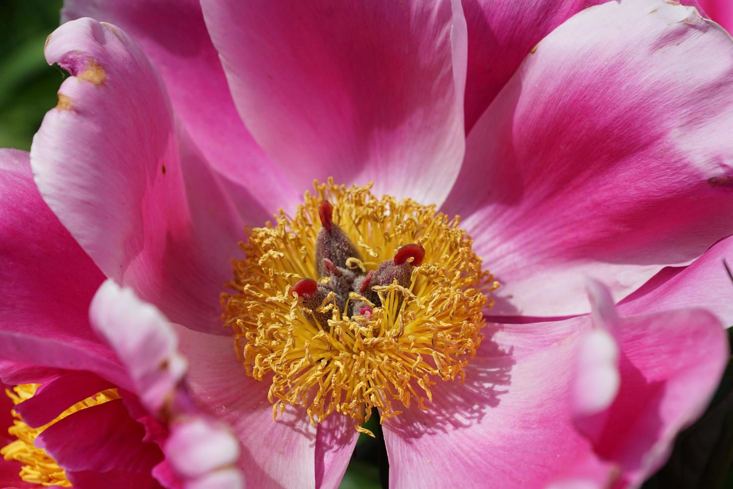 Pink peony in the garden photo