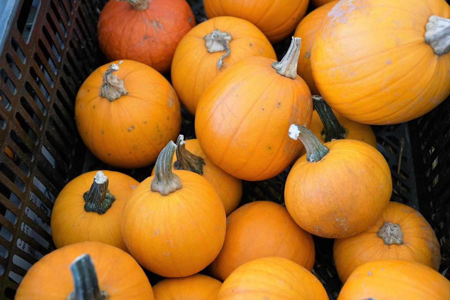 calabazas en una caja de plástico foto