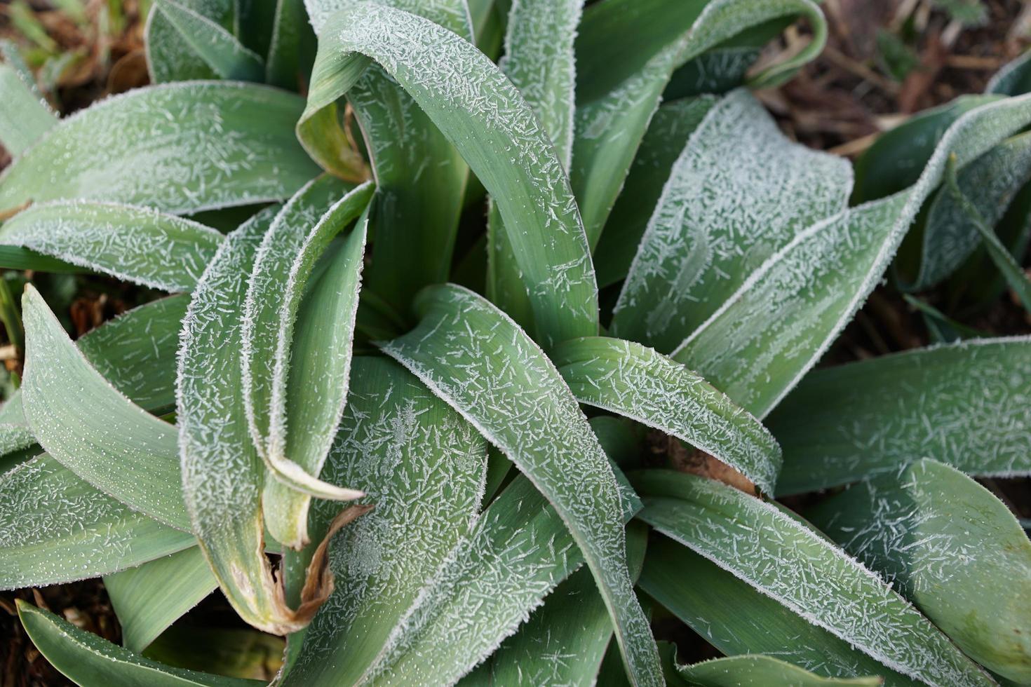 Frozen green plans photo